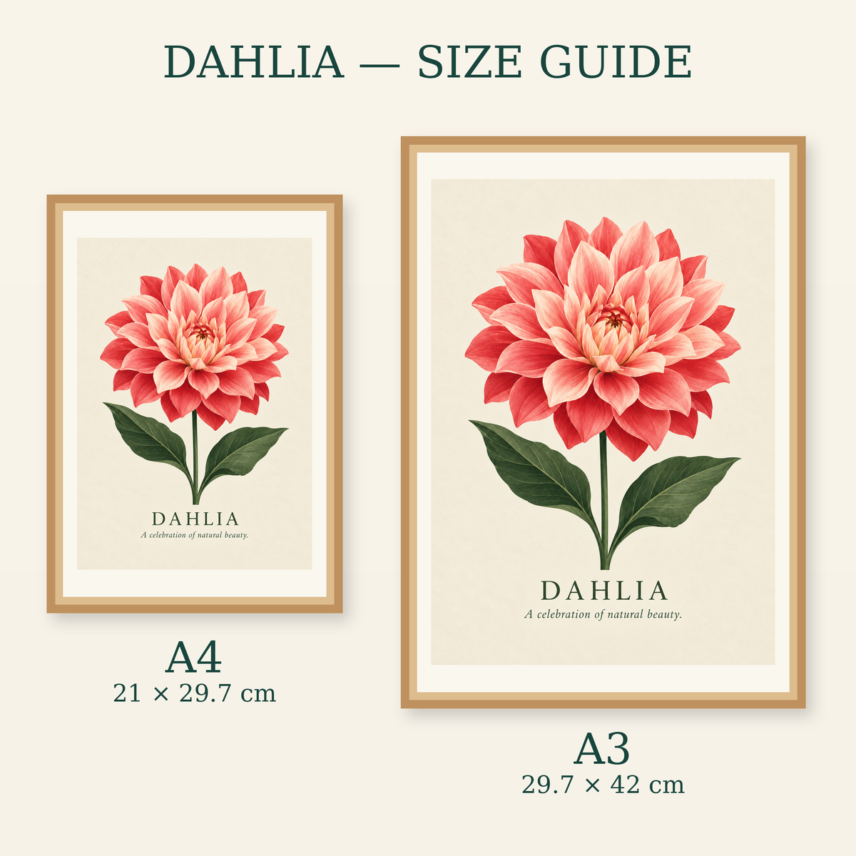 Dahlia art print size guide for A4 and A3